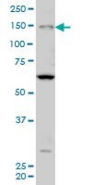 ANTI-MYO3A antibody produced in mouse