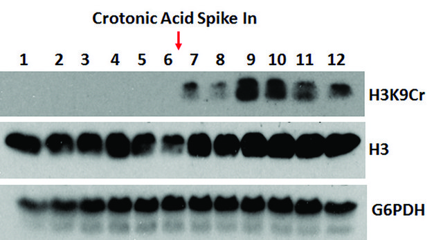 Anti-Crotonyl-Histone H3 (Lys9) antibody, Rabbit