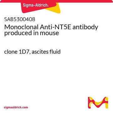 Monoclonal Anti-NT5E antibody produced in