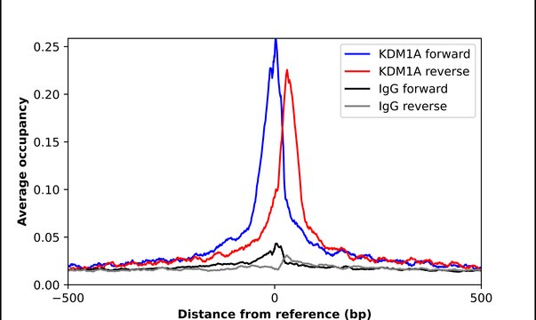 Anti-KDM1A antibody produced in rabbit