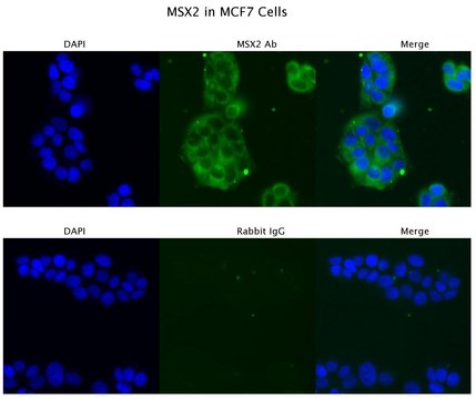 Anti-MSX2, (N-terminal) antibody produced in