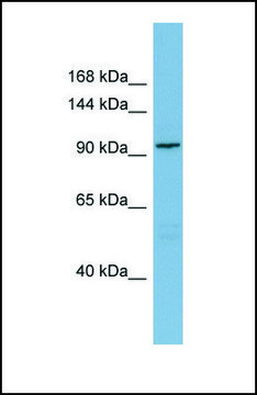 Anti-SGEF, (N-terminal) antibody produced in