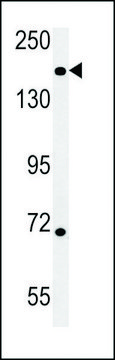 ANTI-DI3L1 (N-TERMINAL) antibody produced in