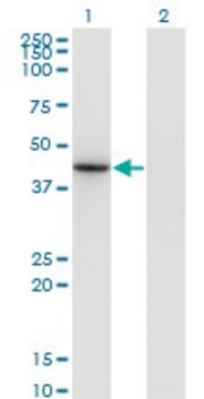 Monoclonal Anti-NEUROD6, (C-terminal) antibody produced