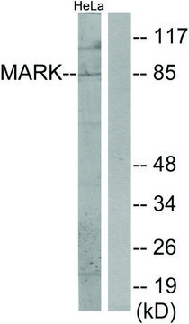 Anti-MARK antibody produced in rabbit
