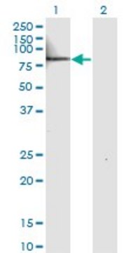 Monoclonal Anti-IL22RA1, (N-terminal) antibody produced
