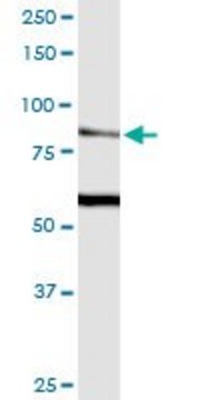Monoclonal Anti-TRPV5 antibody produced in