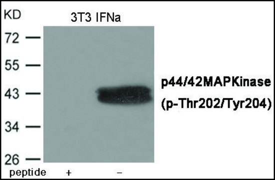 Anti-phospho-ERK1/2 (pThr202/Tyr204) antibody produced in