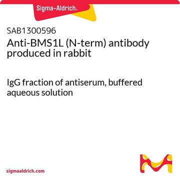 Anti-BMS1L (N-term) antibody produced in