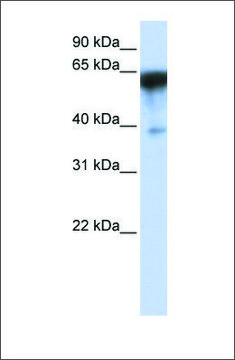 Anti-KIRREL antibody produced in rabbit