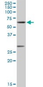 Anti-CLK2 antibody produced in rabbit