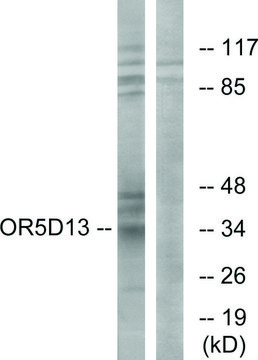 Anti-OR5D13 antibody produced in rabbit