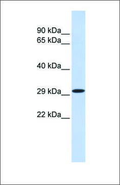 Anti-KLF14 antibody produced in rabbit