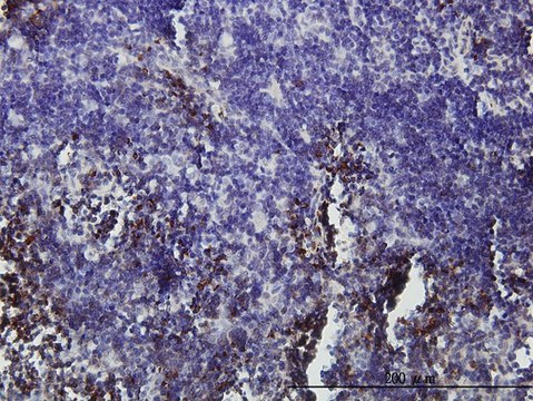 Monoclonal Anti-GFI1 antibody produced in