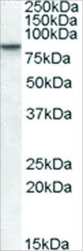 Anti-CLLD8/SETDB2 antibody produced in goat