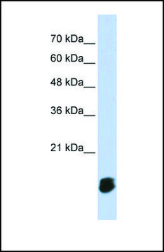 Anti-GLRX5 antibody produced in rabbit