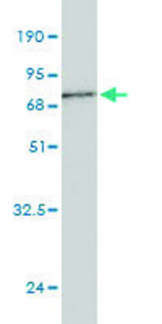 Monoclonal Anti-BGN antibody produced in
