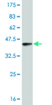 Monoclonal Anti-RORB antibody produced in