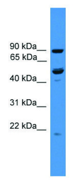 Anti-C3orf59 (C-terminal) antibody produced in