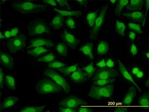 Monoclonal Anti-PKNOX2 antibody produced in