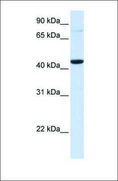 Anti-FOS (ab1) antibody produced in