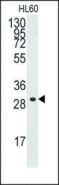 Anti-CCNC (C-term) antibody produced in