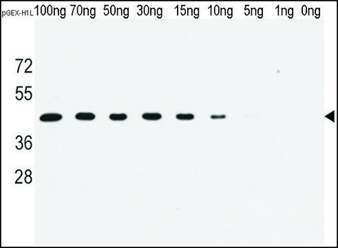 Monoclonal Anti-H1L antibody produced in