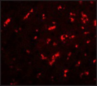 Anti-DRGX antibody produced in chicken