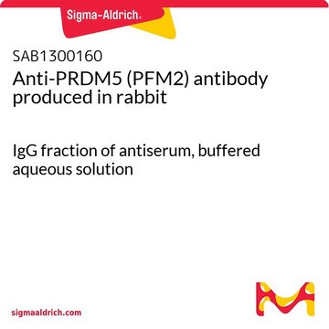 Anti-PRDM5 (PFM2) antibody produced in