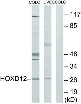 Anti-HOXD12 antibody produced in rabbit