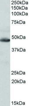 Anti-IDH2 antibody produced in goat