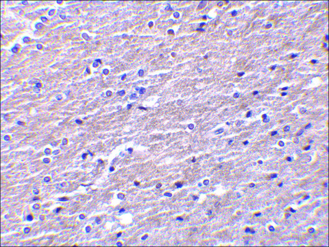 Anti-Clusterin antibody produced in rabbit