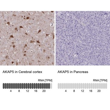 Anti-AKAP5 antibody produced in rabbit