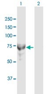 Anti-MTMR6 antibody produced in rabbit