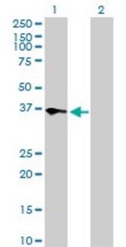 Anti-TEAD4 antibody produced in rabbit