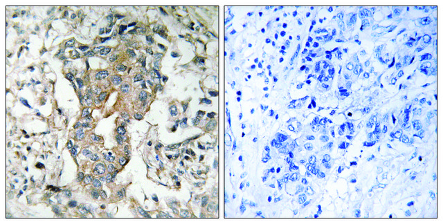 Anti-SPHK2 antibody produced in rabbit