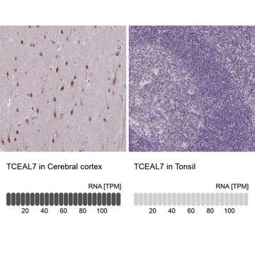 Anti-TCEAL7 antibody produced in rabbit