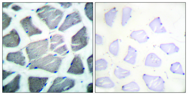 Anti-BAK antibody produced in rabbit