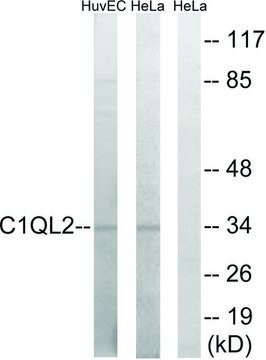 Anti-C1QL2 antibody produced in rabbit