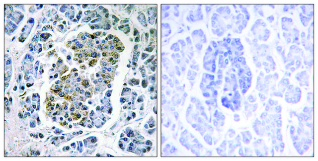 Anti-MTSSB antibody produced in rabbit
