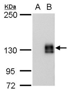 Monoclonal Anti-mCherry antibody produced in