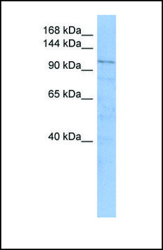Anti-TRAK1 antibody produced in rabbit