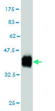 ANTI-ZNF41 antibody produced in mouse