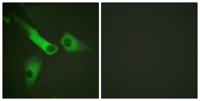 Anti-CASP9 antibody produced in rabbit