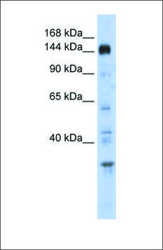 Anti-PER2 antibody produced in rabbit