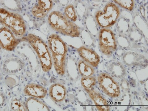 Monoclonal Anti-PCTK1 antibody produced in