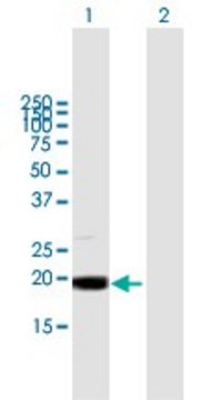 Anti-MRPL49 antibody produced in mouse