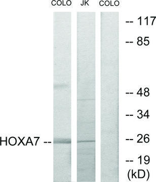 Anti-HOXA7 antibody produced in rabbit