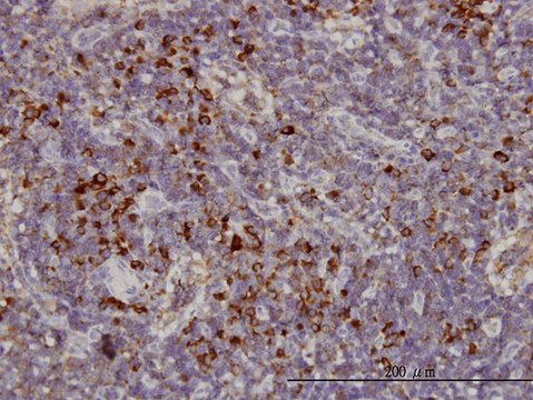Monoclonal Anti-KIFC1 antibody produced in