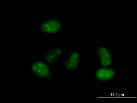 Anti-ICA1L antibody produced in mouse